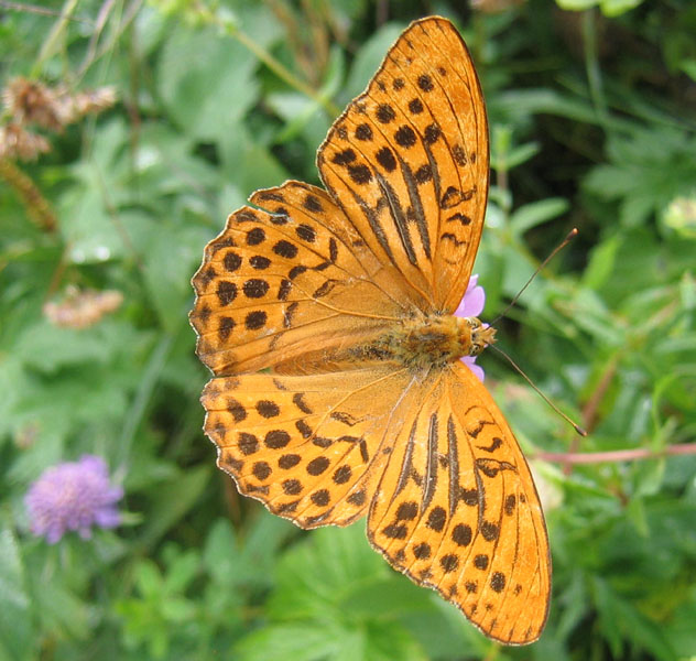 Argynnis paphia (m.) Nymphalidae........dal Trentino